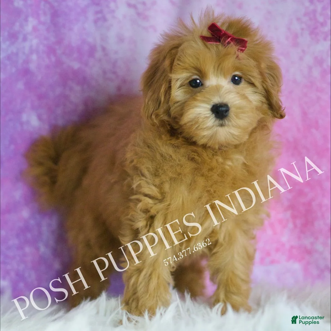 Maltipoo dogs for sale: Marilyn - Ad 5