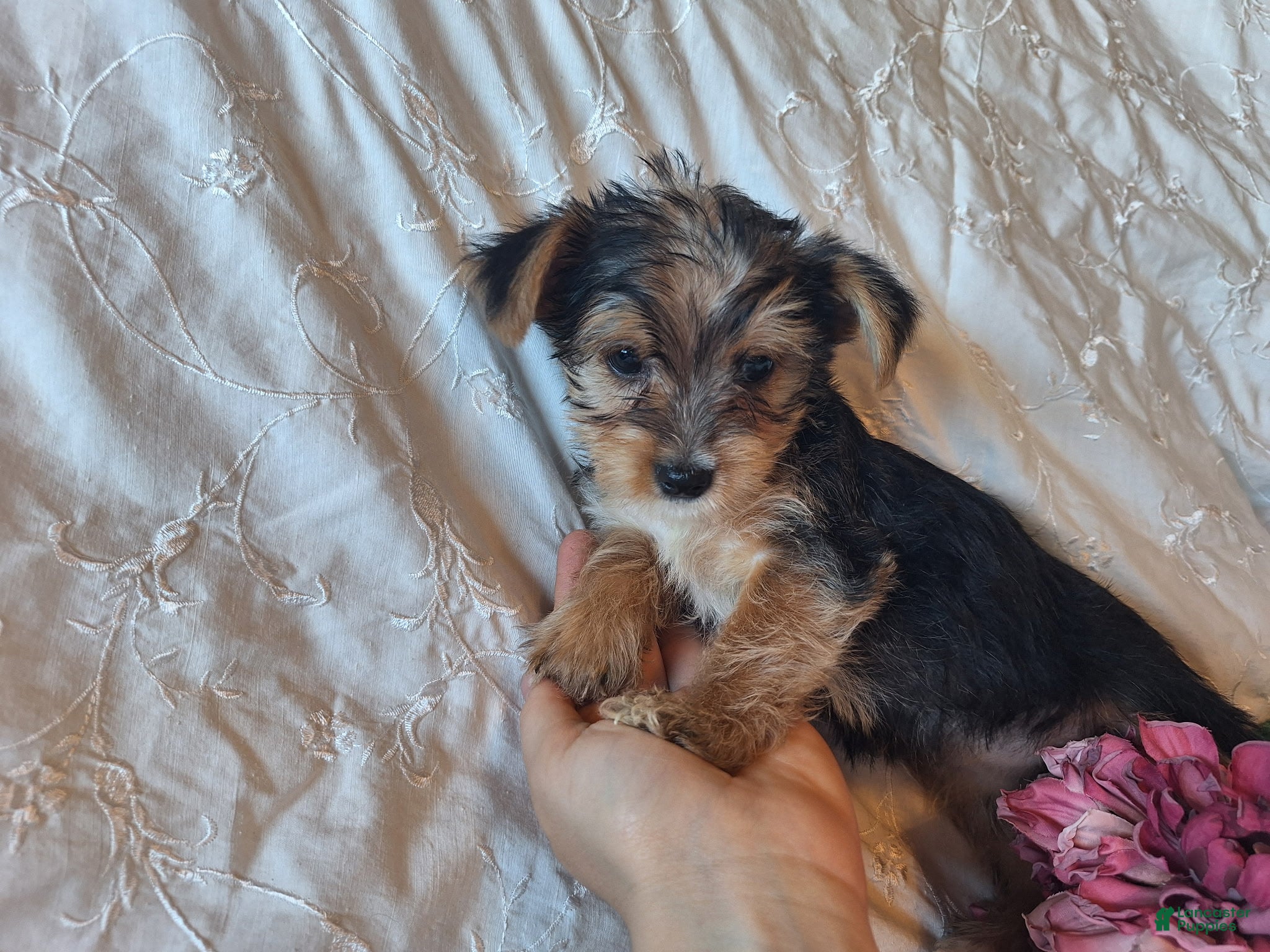 Yorkshire Terrier dogs Trixie - Ad 1