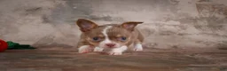 Chihuahua dogs for sale: Eli - Ad 5