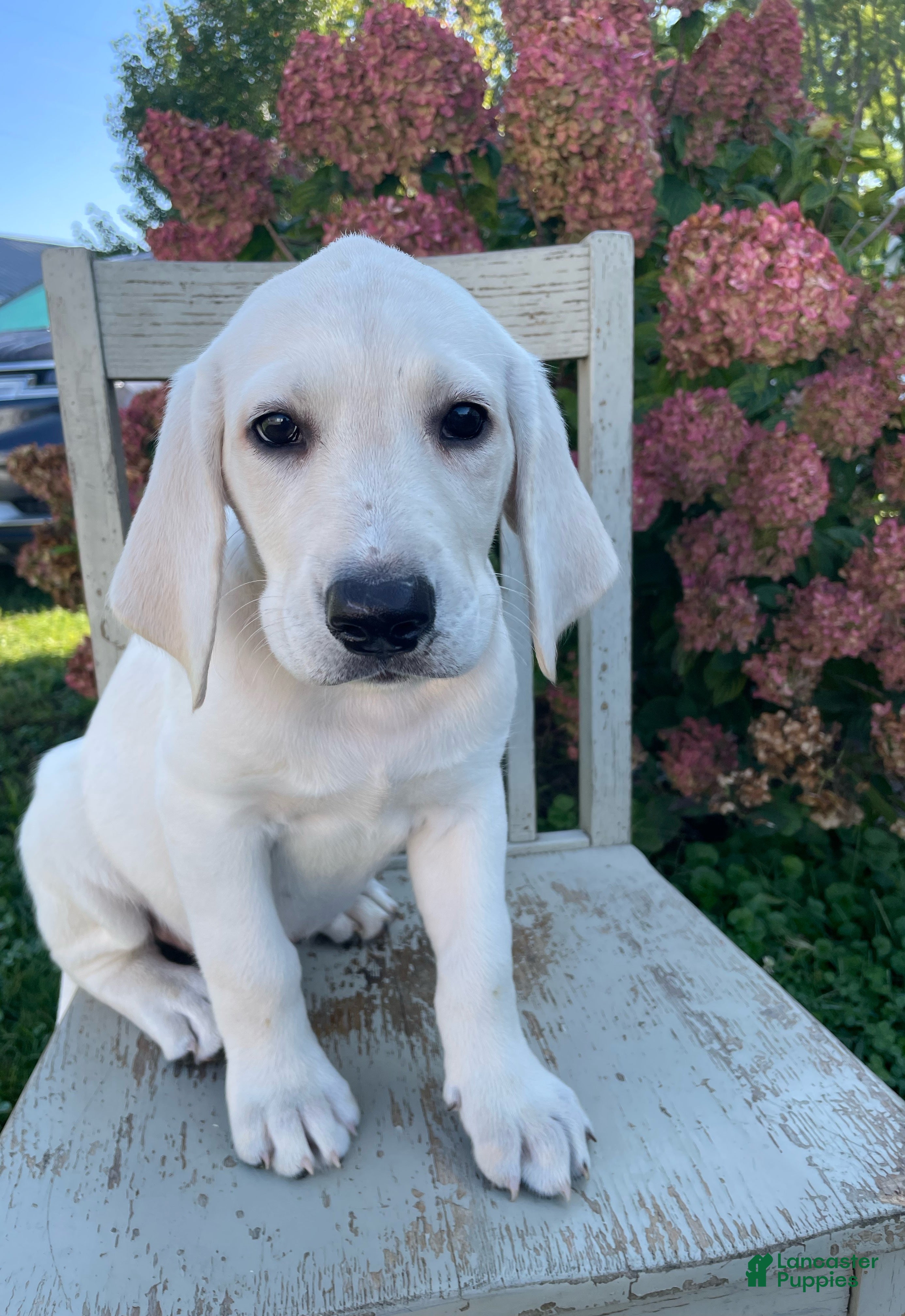 Labradoodle dogs Lacey - Ad 1