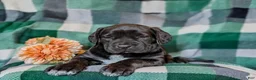 Cane Corso dogs for sale: Jodie - Ad 6