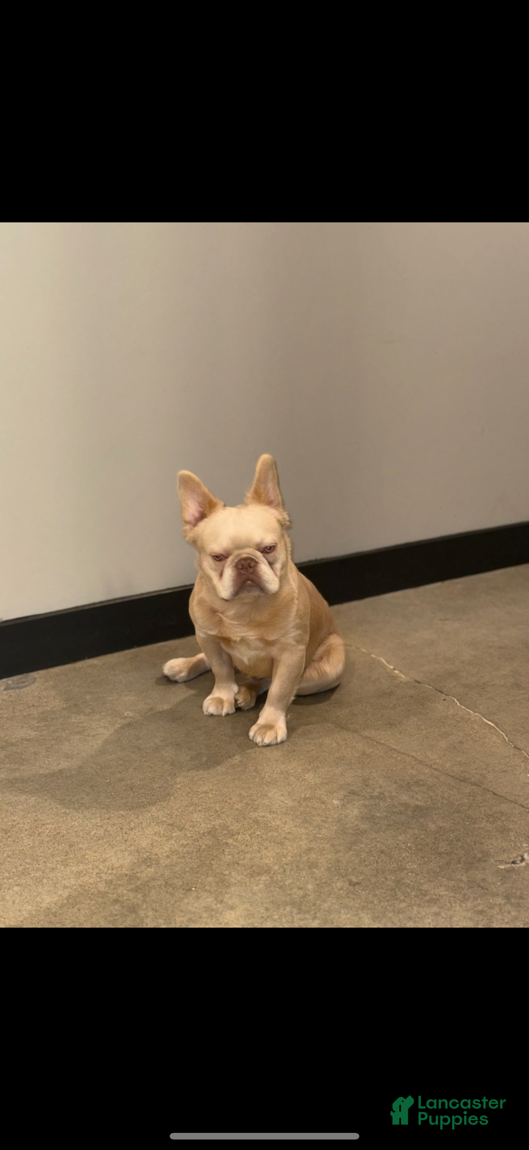 French Bulldog dogs for sale: Blu - Ad 7