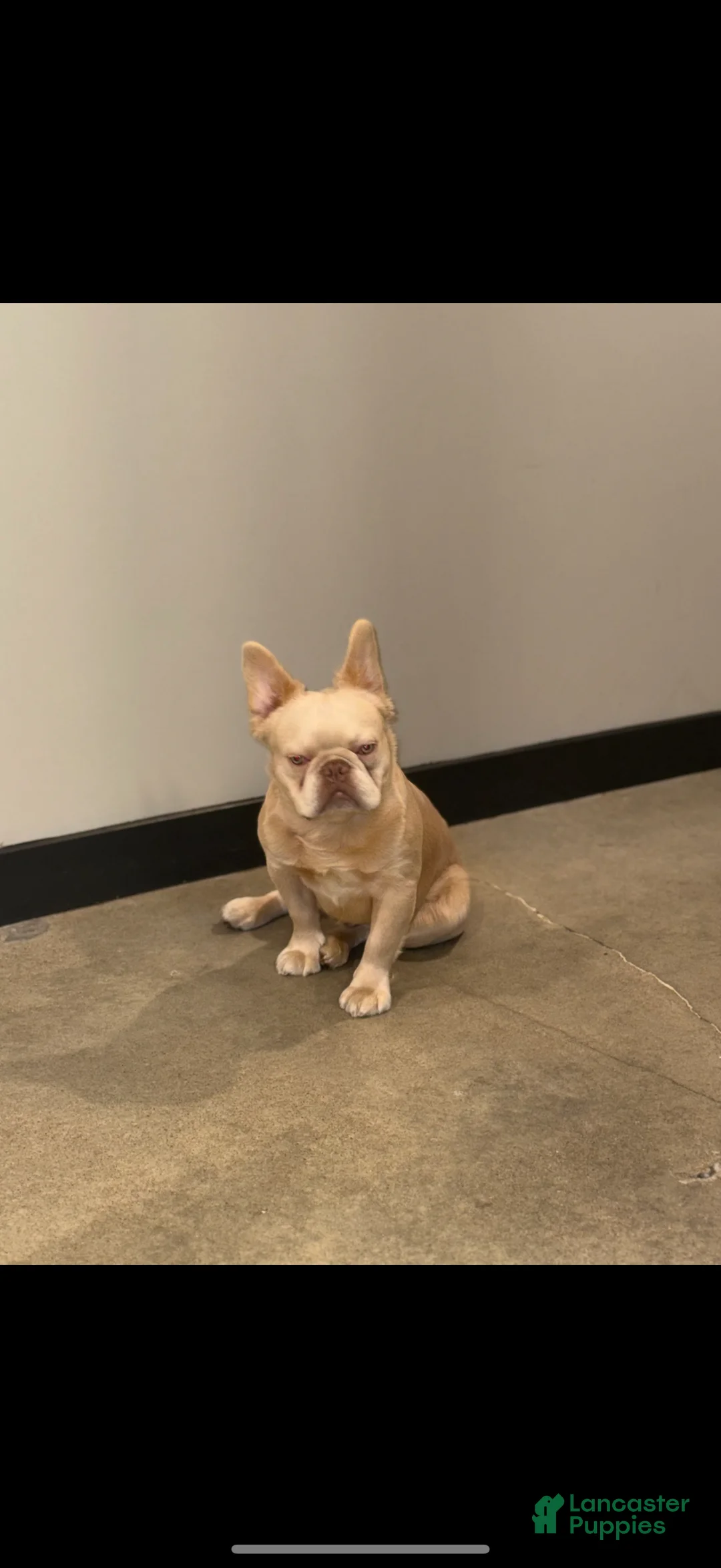 French Bulldog dogs for sale: Snow White - Ad 8