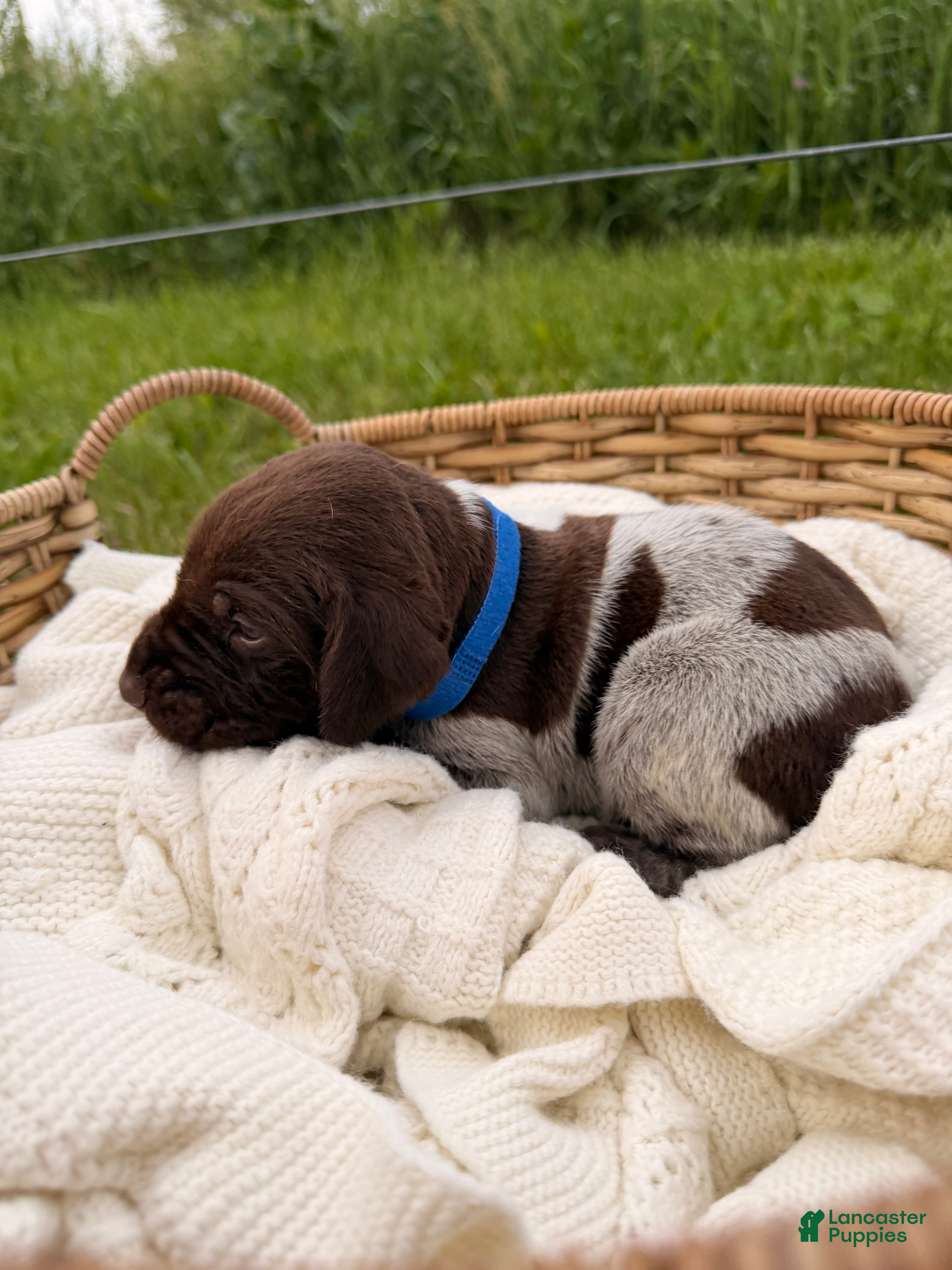 German Shorthaired Pointer dogs Baylor - Ad 1
