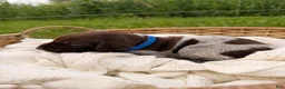 German Shorthaired Pointer dogs for sale: Baylor - Ad 1