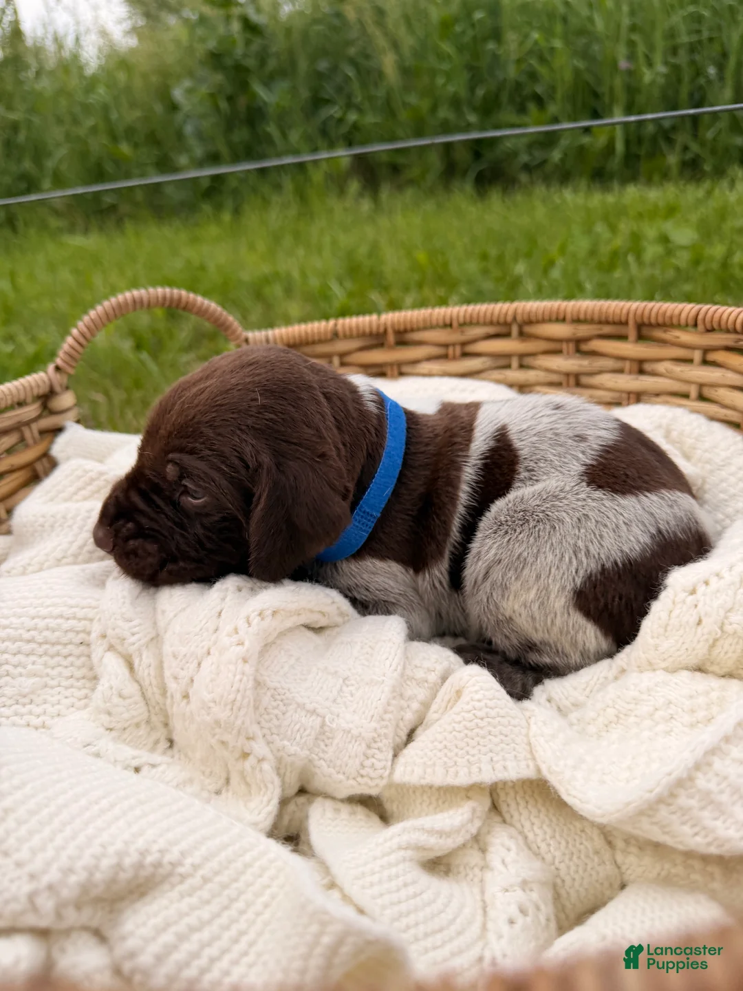 German Shorthaired Pointer dogs for sale: Baylor - Ad 1