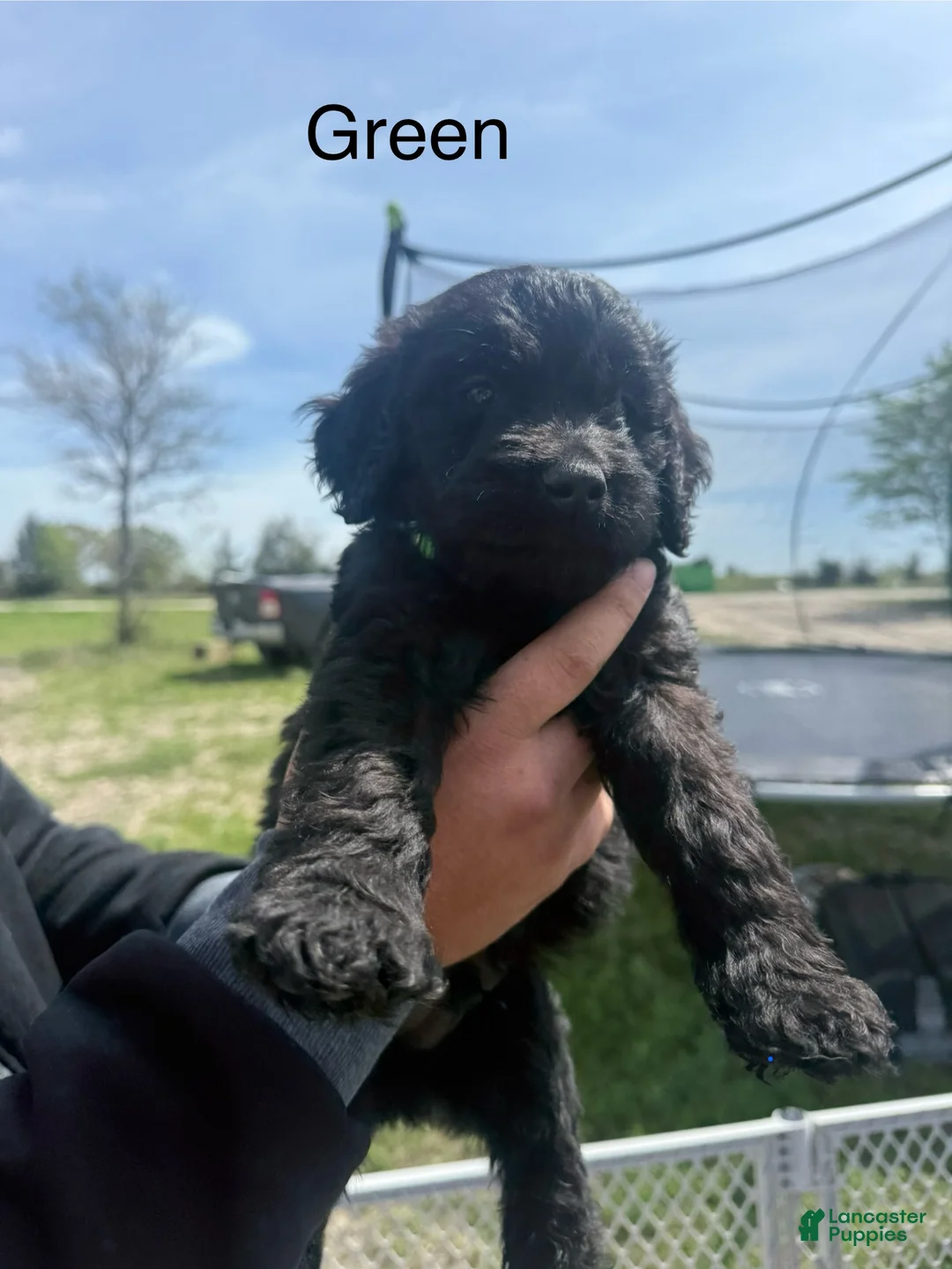 Goldendoodle dogs for sale: Green  - Ad 1