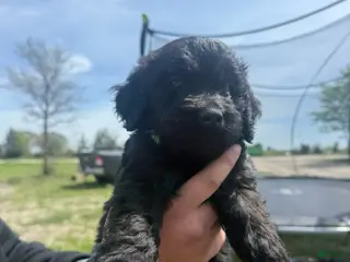 Goldendoodle dogs Green - Ad 5