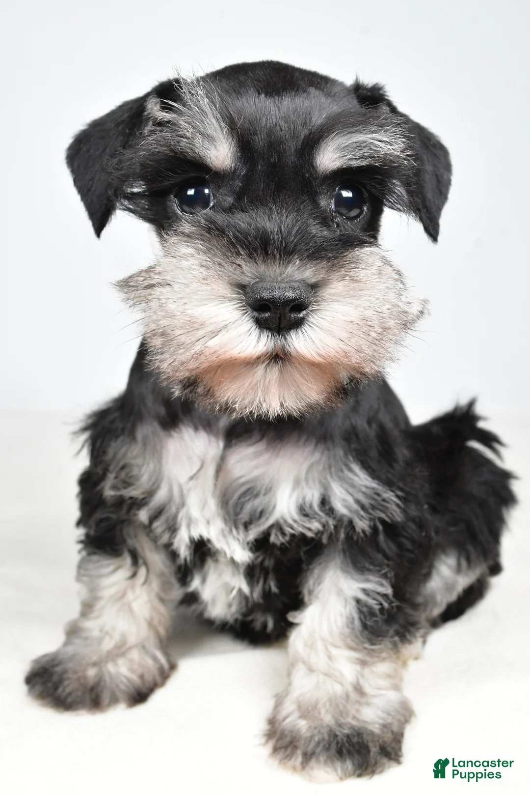 Miniature Schnauzer dogs for sale: Connie - Ad 9