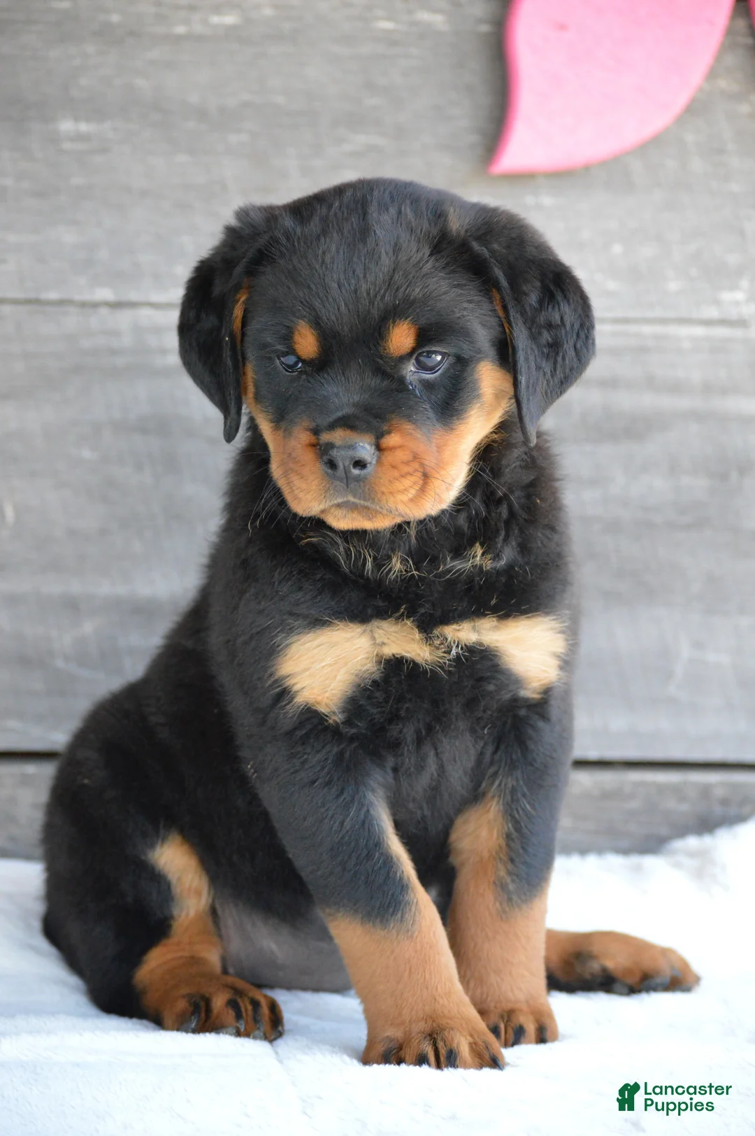 Rottweiler dogs for sale: Paige - Ad 1