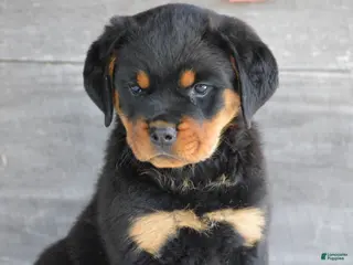 Rottweiler dogs for sale: Paige - Ad 2