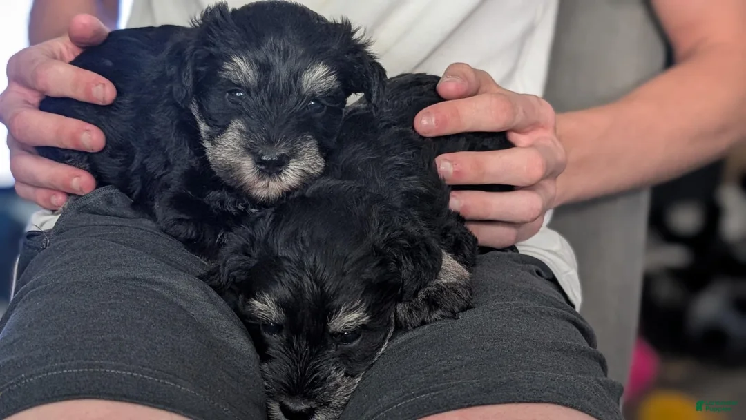 Miniature Schnauzer dogs for sale: Bert - Ad 1