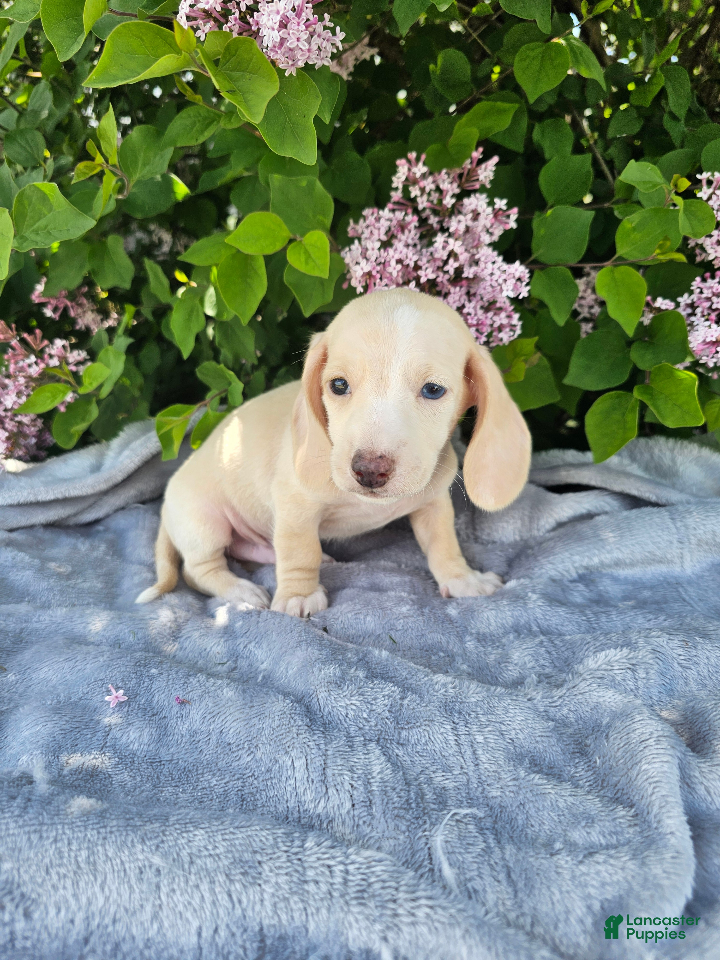 Dachshund dogs Dexter - Ad 1
