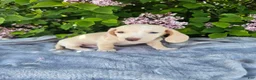 Dachshund dogs for sale: Dexter - Ad 5