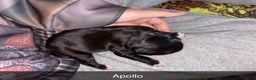 Mixed Breed dogs for sale: Apollo - Ad 4