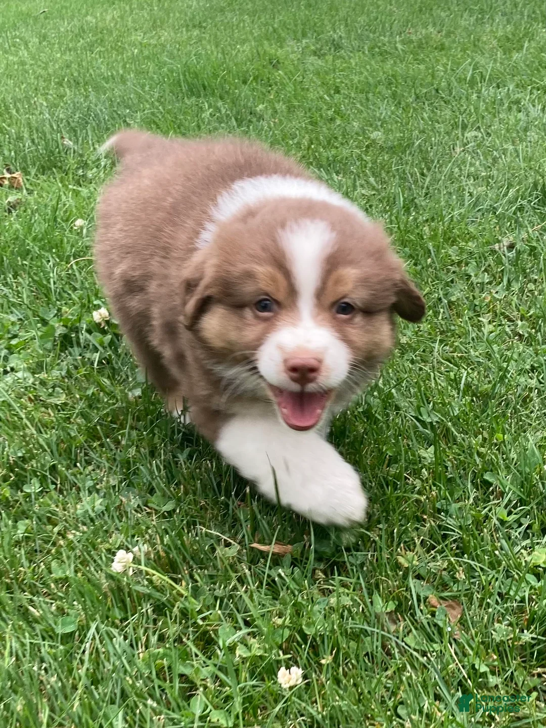 Australian Shepherd dogs for sale: Bella - Ad 2