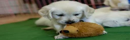 Golden Retriever dogs for sale: Chicory - Ad 33