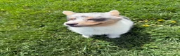 American Corgi dogs for sale: American Corgi Puppy 4 - Ad 6
