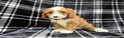 Cavapoo dogs for sale: Mosely - Ad 7