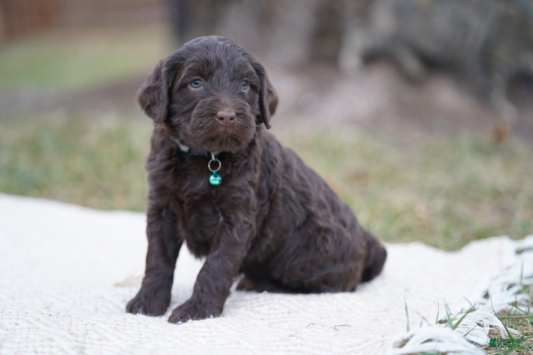 Portuguese Water Dog dogs for sale: Pearl  - Ad 3