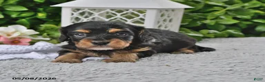Benji