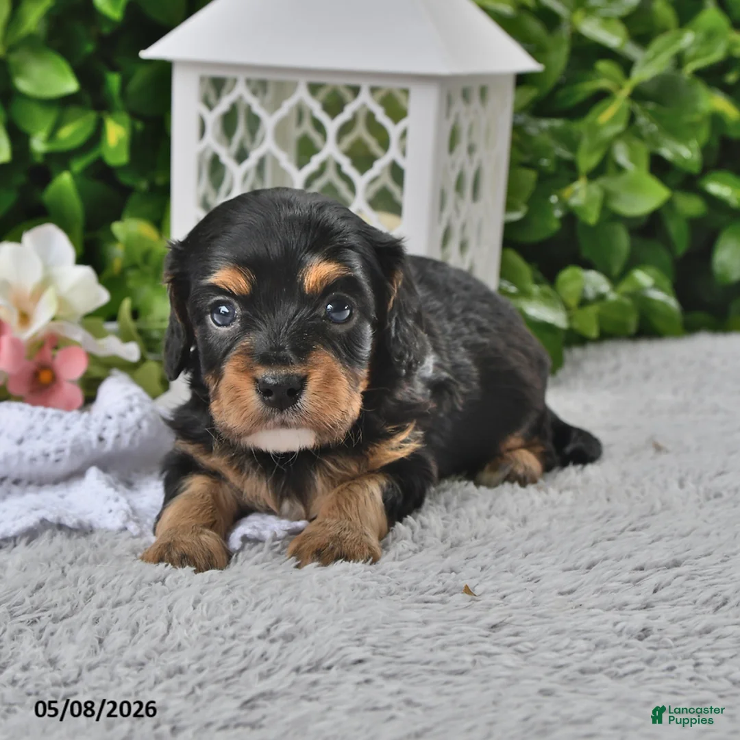 Cavachon dogs for sale: Benji - Ad 1