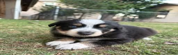 Australian Shepherd dogs for sale: Hunter - Male 2 - Ad 2