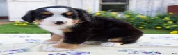 Bernese Mountain Dog dogs for sale: Suzy - Ad 3