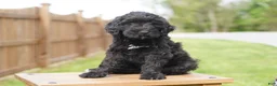 Portuguese Water Dog dogs for sale: Duke - Ad 3