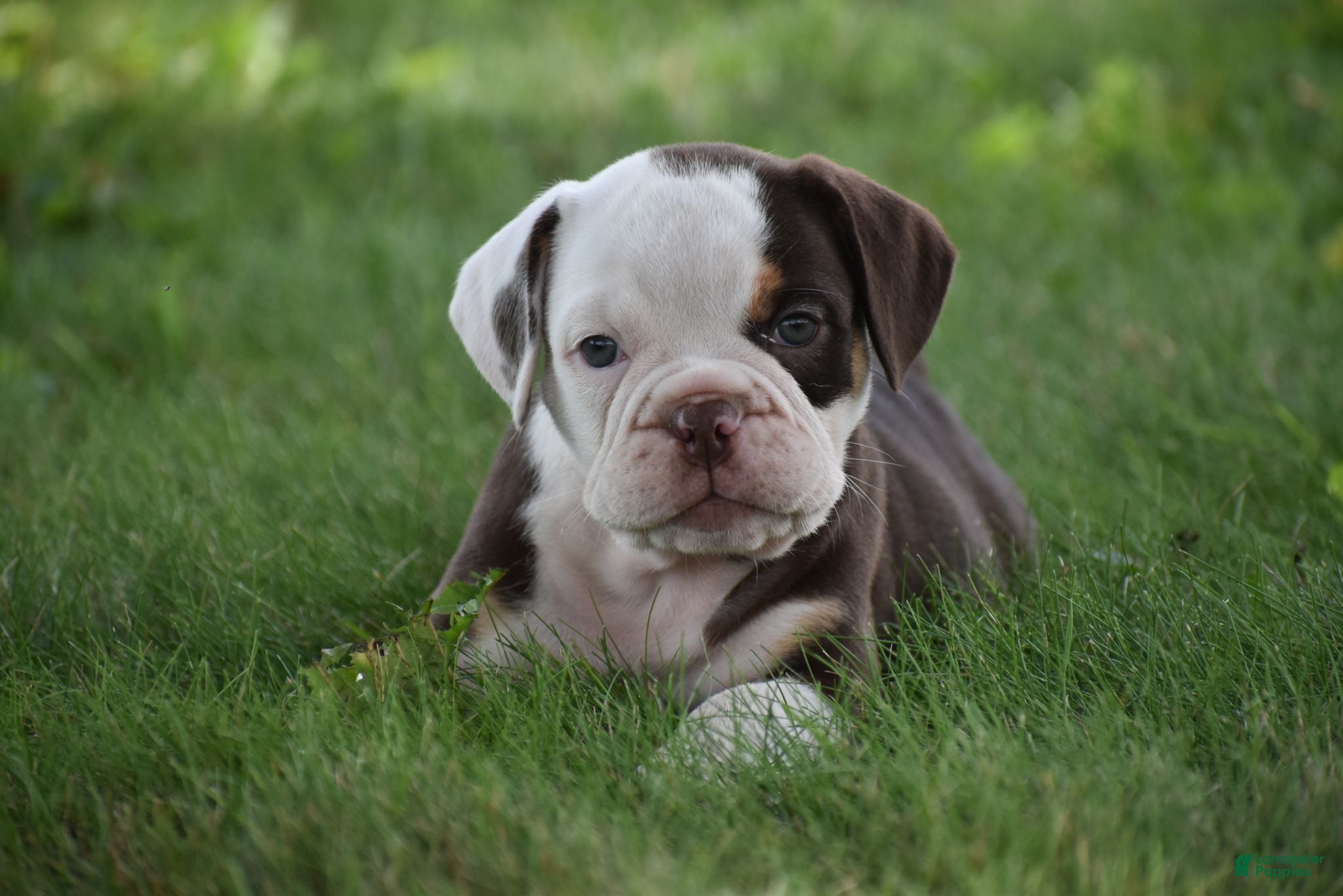 Beabull dogs Quinn - Ad 1