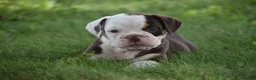 Beabull dogs for sale: Quinn - Ad 1