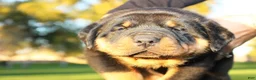 Rottweiler dogs for sale: Rottweiler Female 1 - Ad 1