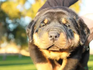 Rottweiler dogs Rottweiler Female 1 - Ad 4