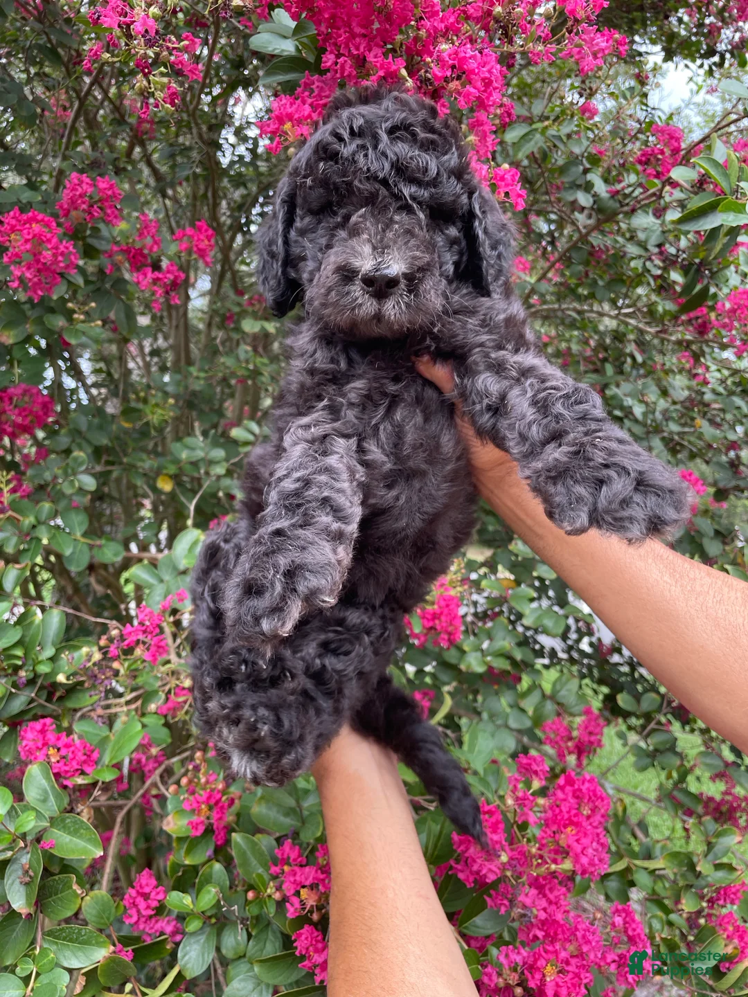 Goldendoodle dogs for sale: Bear - Ad 2