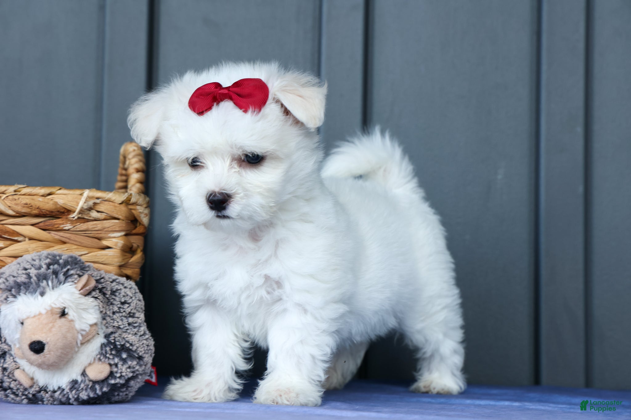 Maltese dogs OSCAR - Ad 1
