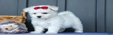 OSCAR