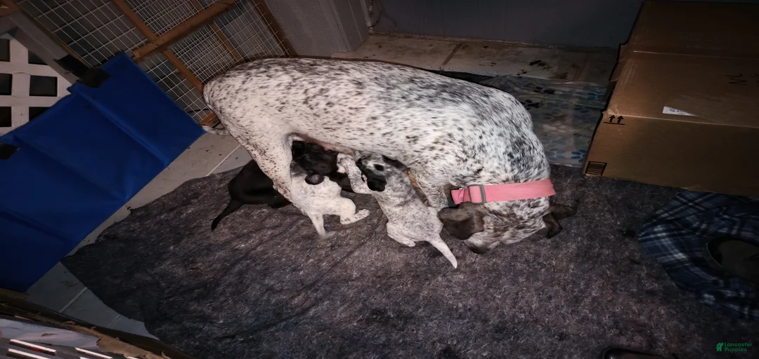 Gallery Image {{count}}