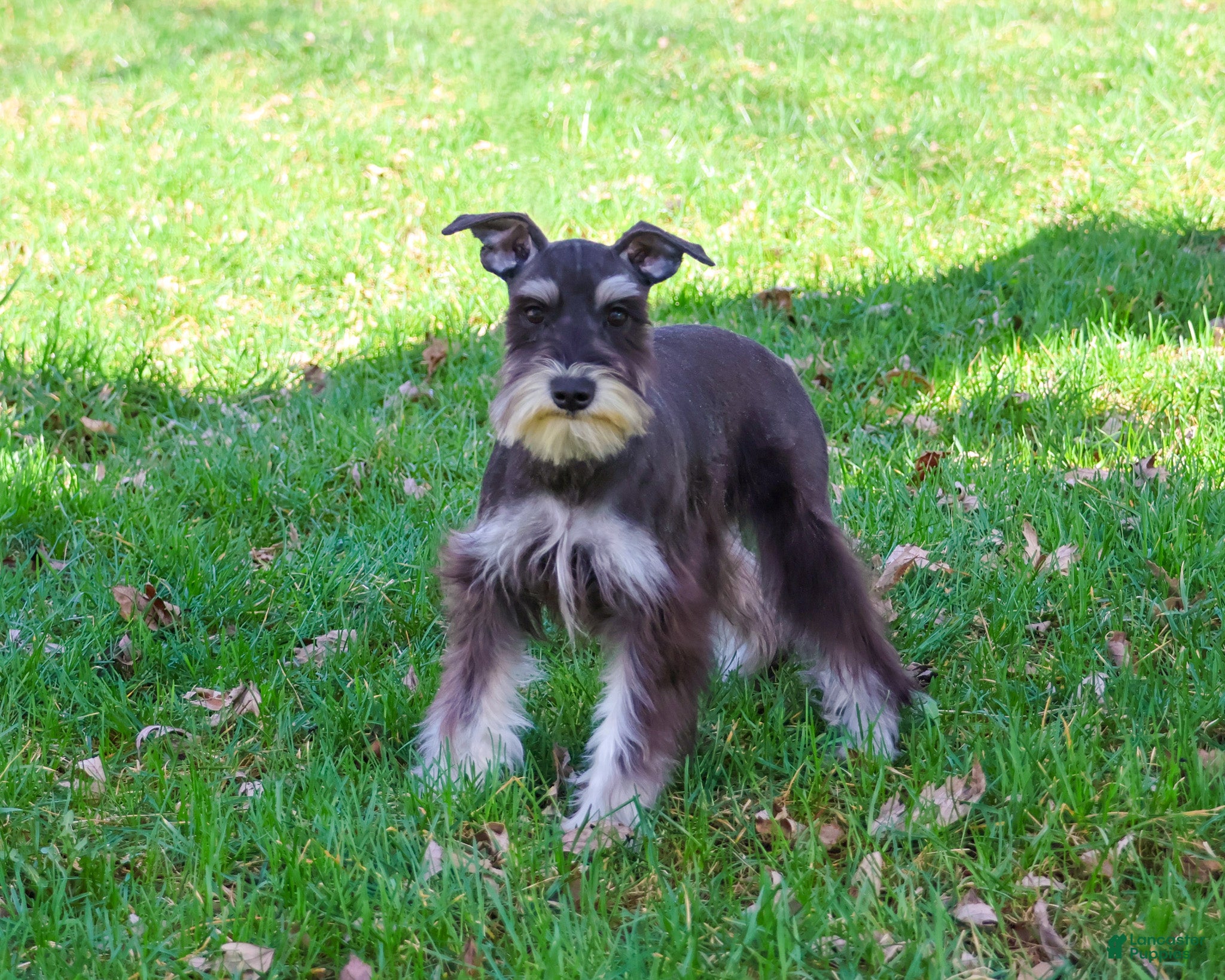 Miniature Schnauzer dogs Rita - Ad 42