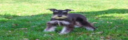 Miniature Schnauzer dogs for sale: Rita - Ad 1