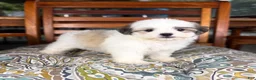 Malshi dogs for sale: Maverick  - Ad 8