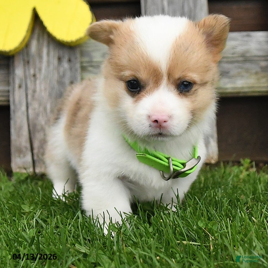 Welsh Corgi Pembroke dogs Biscuit - Ad 2