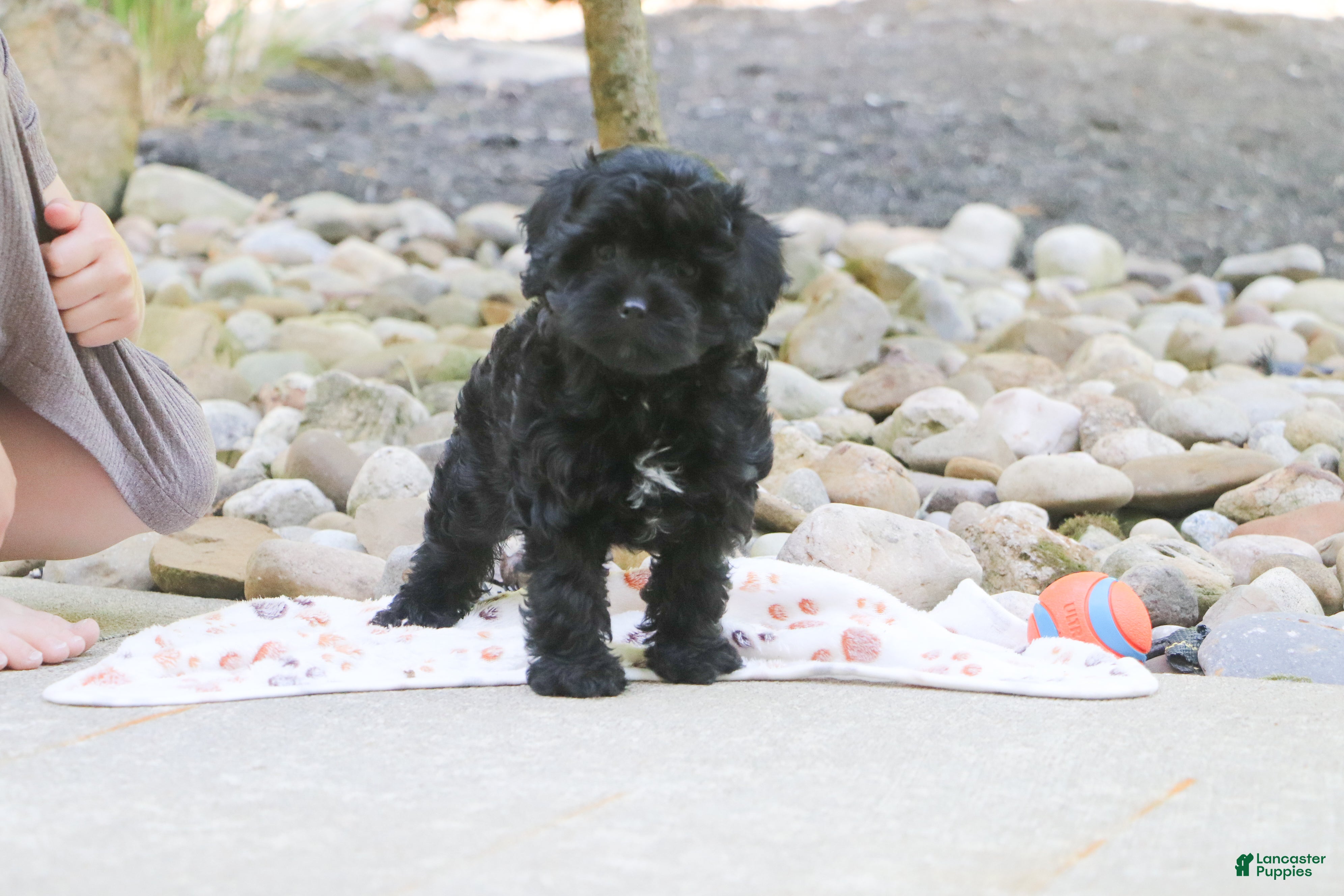 Cavapoo dogs Sophie - Ad 1