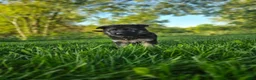 German Shepherd dogs for sale: Jack - Ad 2