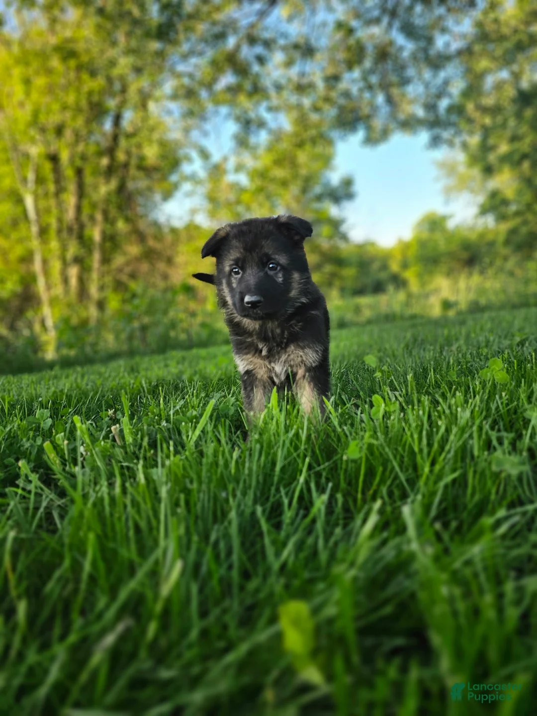 German Shepherd dogs for sale: Jack - Ad 2