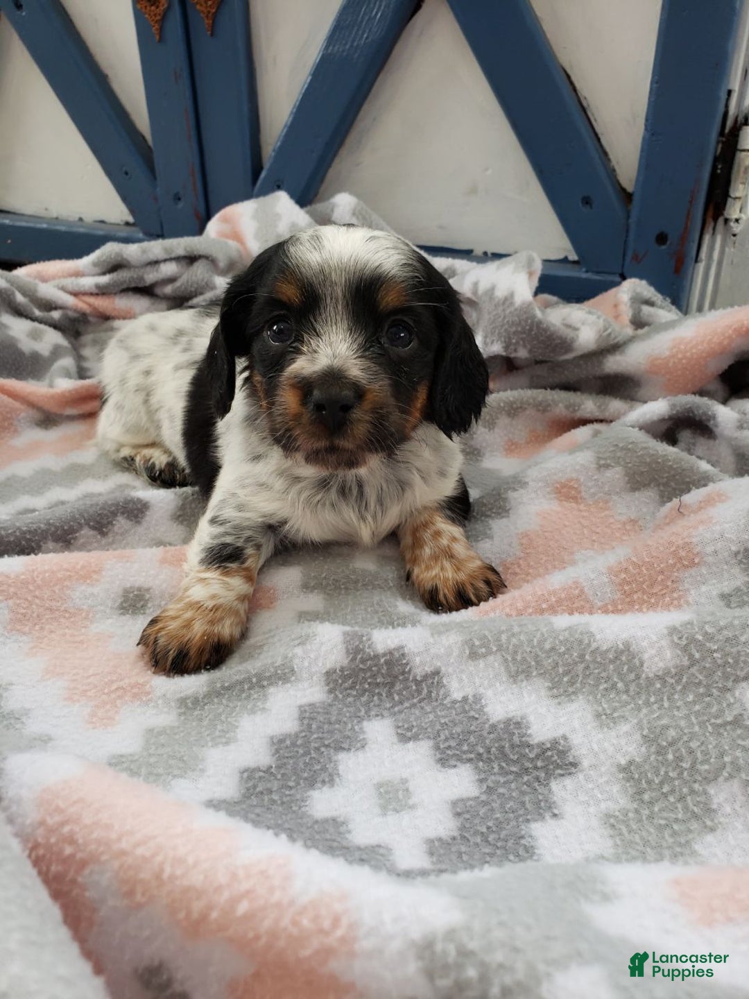 Miniature Dachshund dogs for sale: Ginseng  - Ad 2