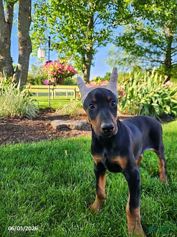 Doberman Pinscher dogs for sale: Roscoe - Ad 3
