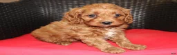 Cavapoo dogs for sale: Teddy - Ad 3