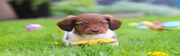Miniature Dachshund dogs for sale: Archie - Ad 1