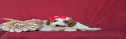 Miniature Poodle dogs for sale: Candace - Ad 5