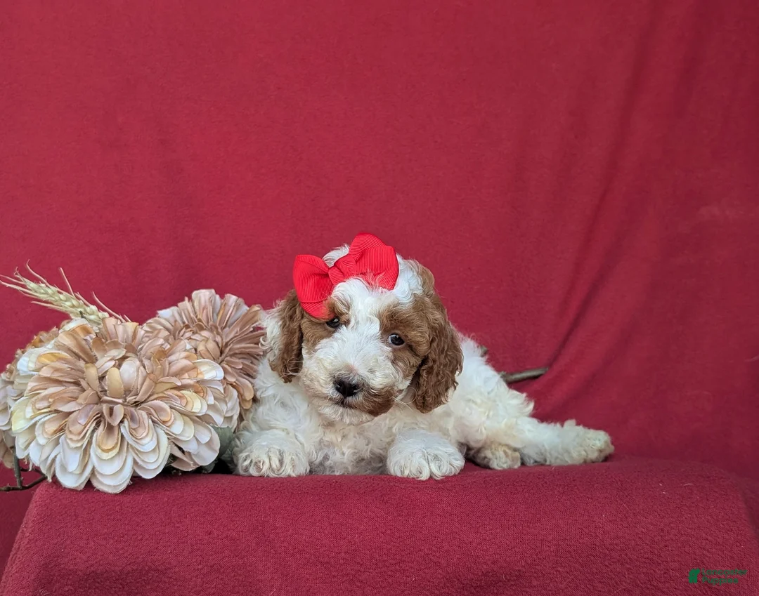 Miniature Poodle dogs for sale: Candace - Ad 5